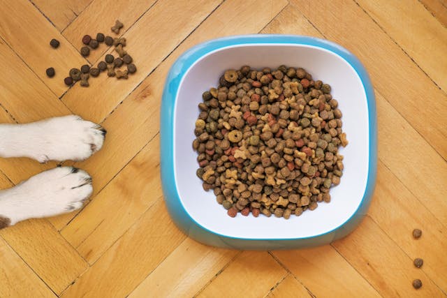 Kitten Food